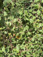 WALKING ALONG THE HEDGEROW WITH BLACKTHORN IN SUMMER