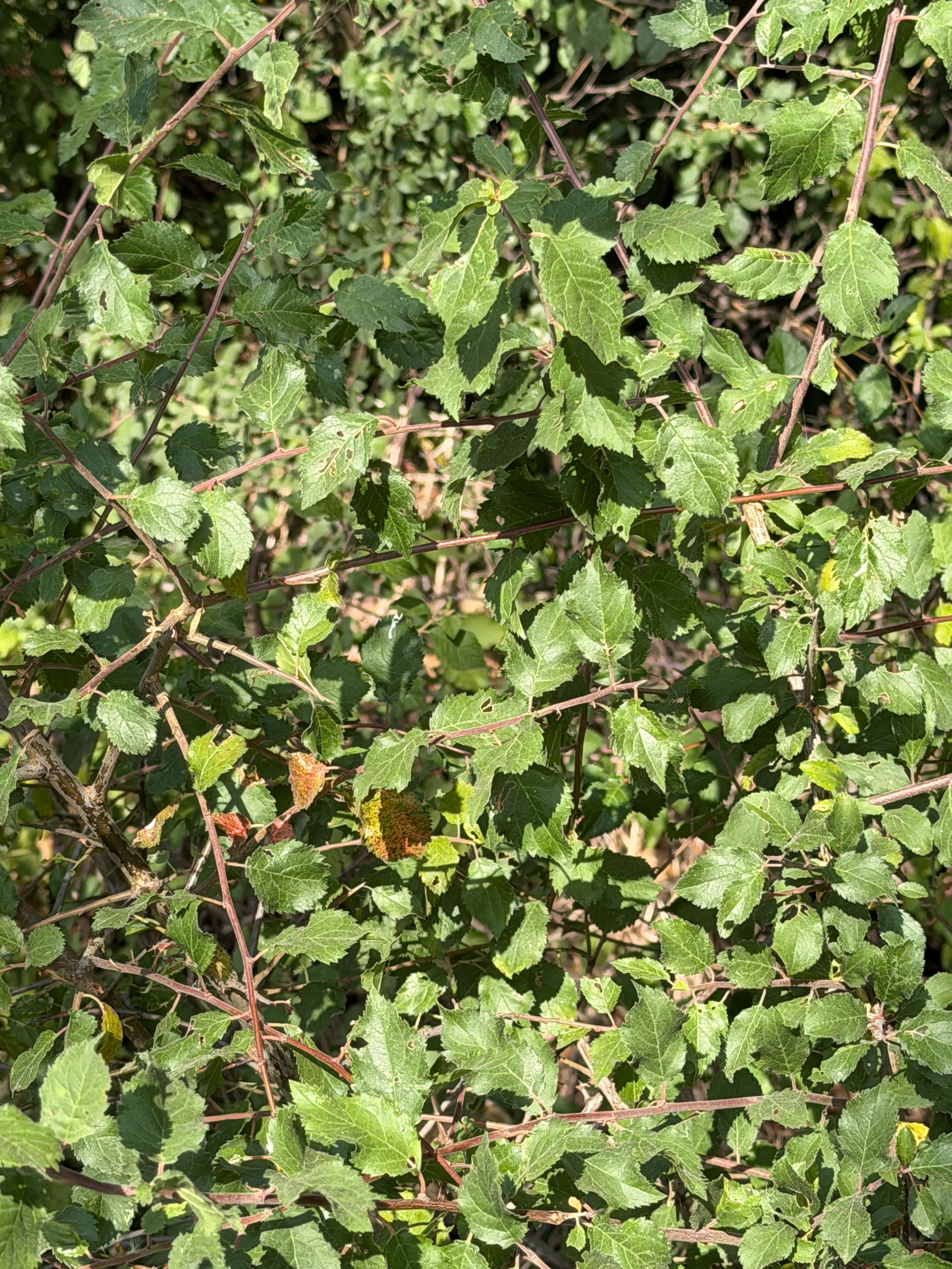 WALKING ALONG THE HEDGEROW WITH BLACKTHORN IN SUMMER