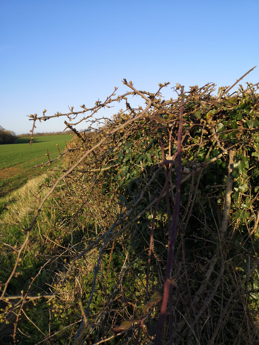 HAWTHORN BEFORE SPRING