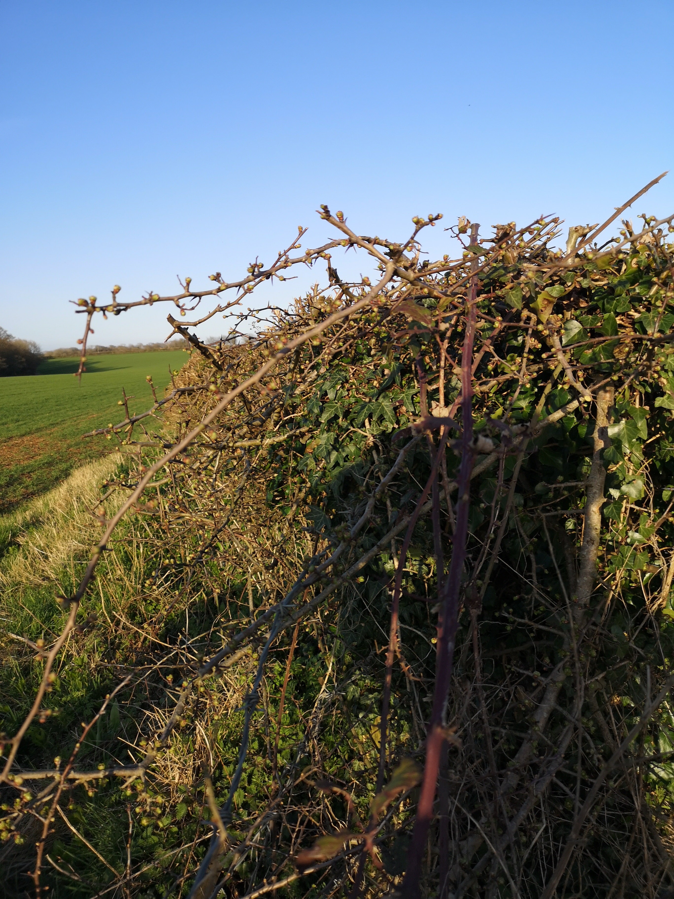 HAWTHORN BEFORE SPRING