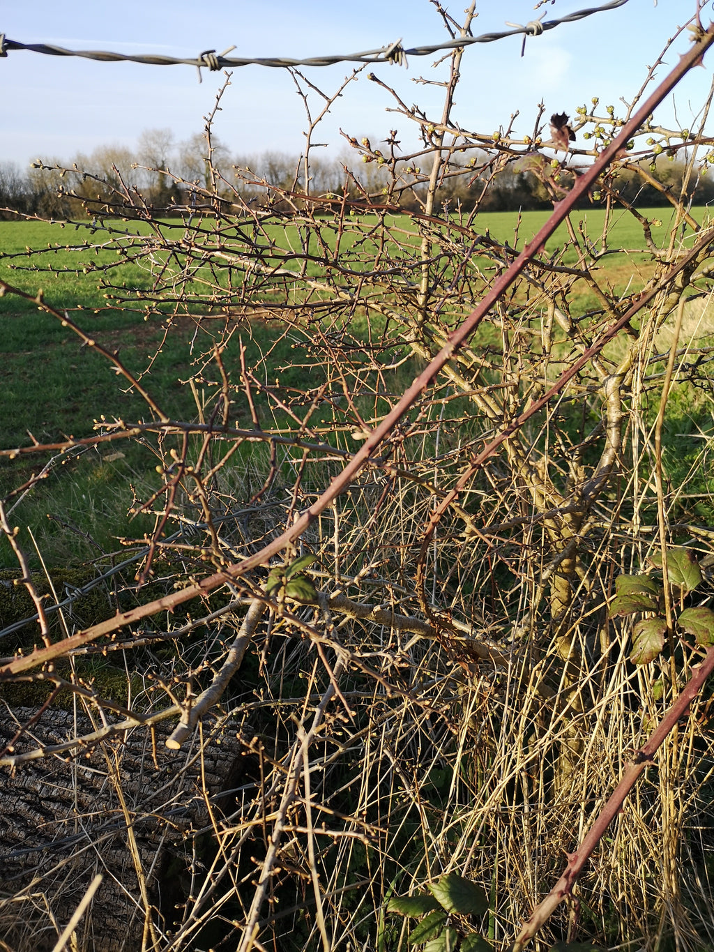 HAWTHORN BEFORE SPRING