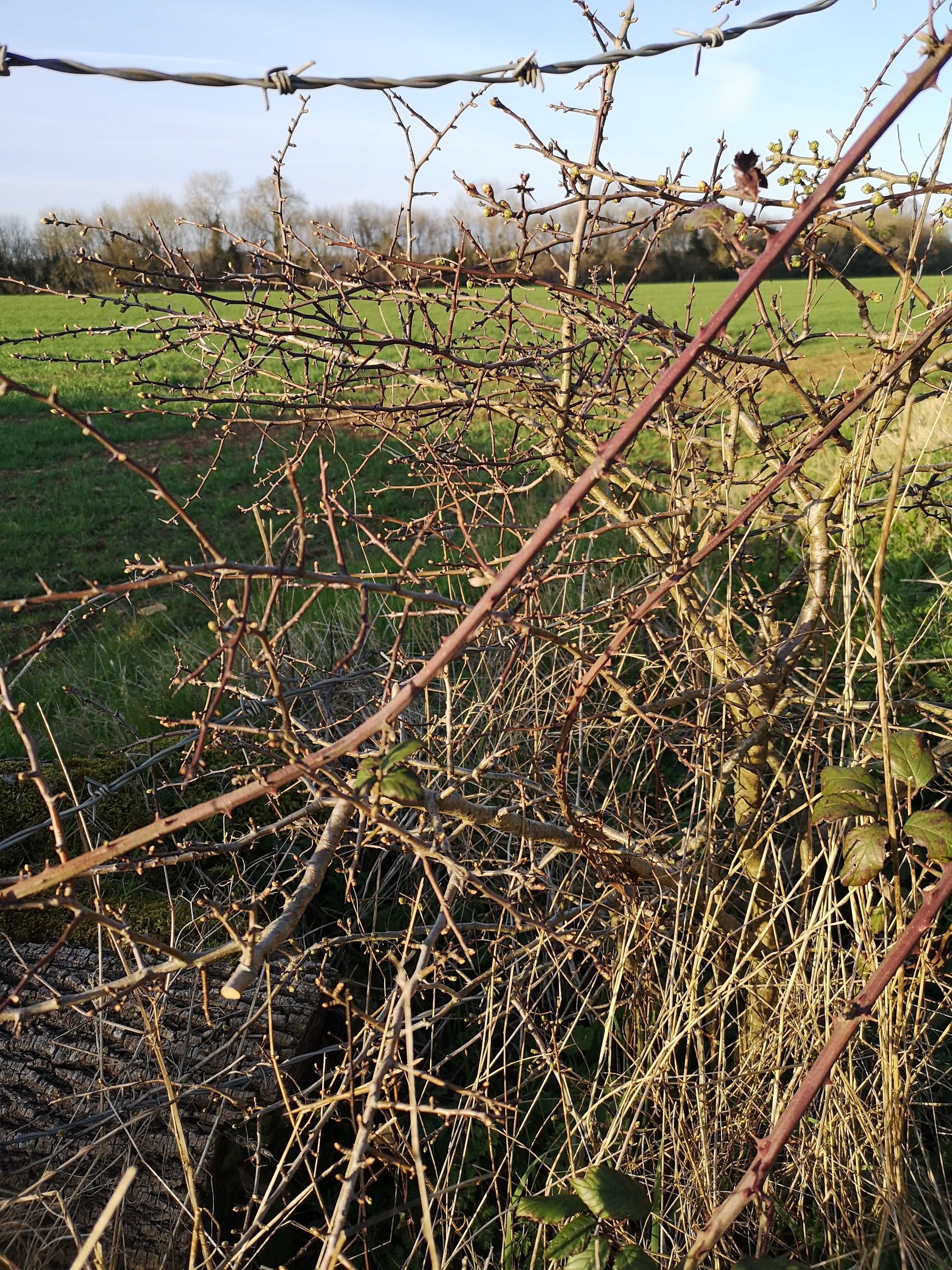 HAWTHORN BEFORE SPRING