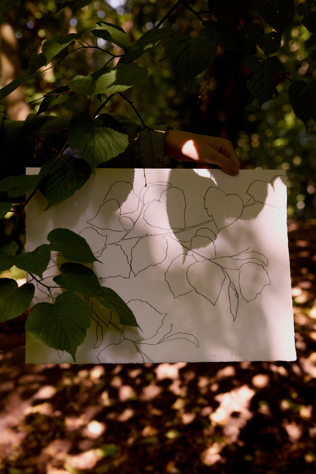 LIME LEAVES