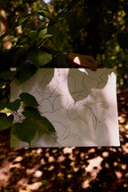 LIME LEAVES