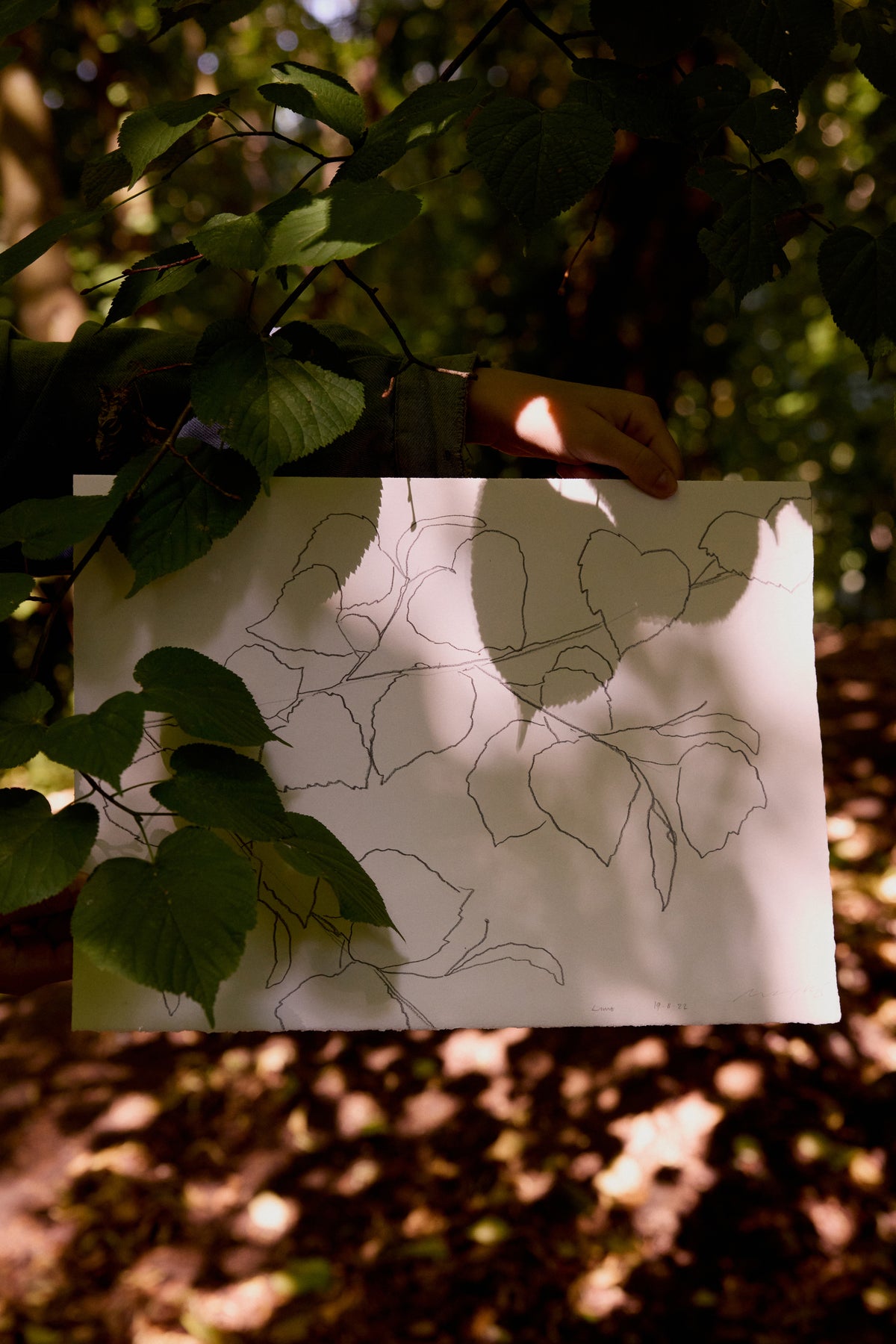 LIME LEAVES