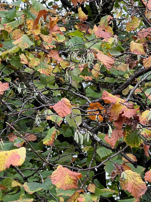 AUTUMN PIGMENT CHANGE - HAZEL