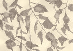 BIRCH AT THE OLD STUDIO IN JULY