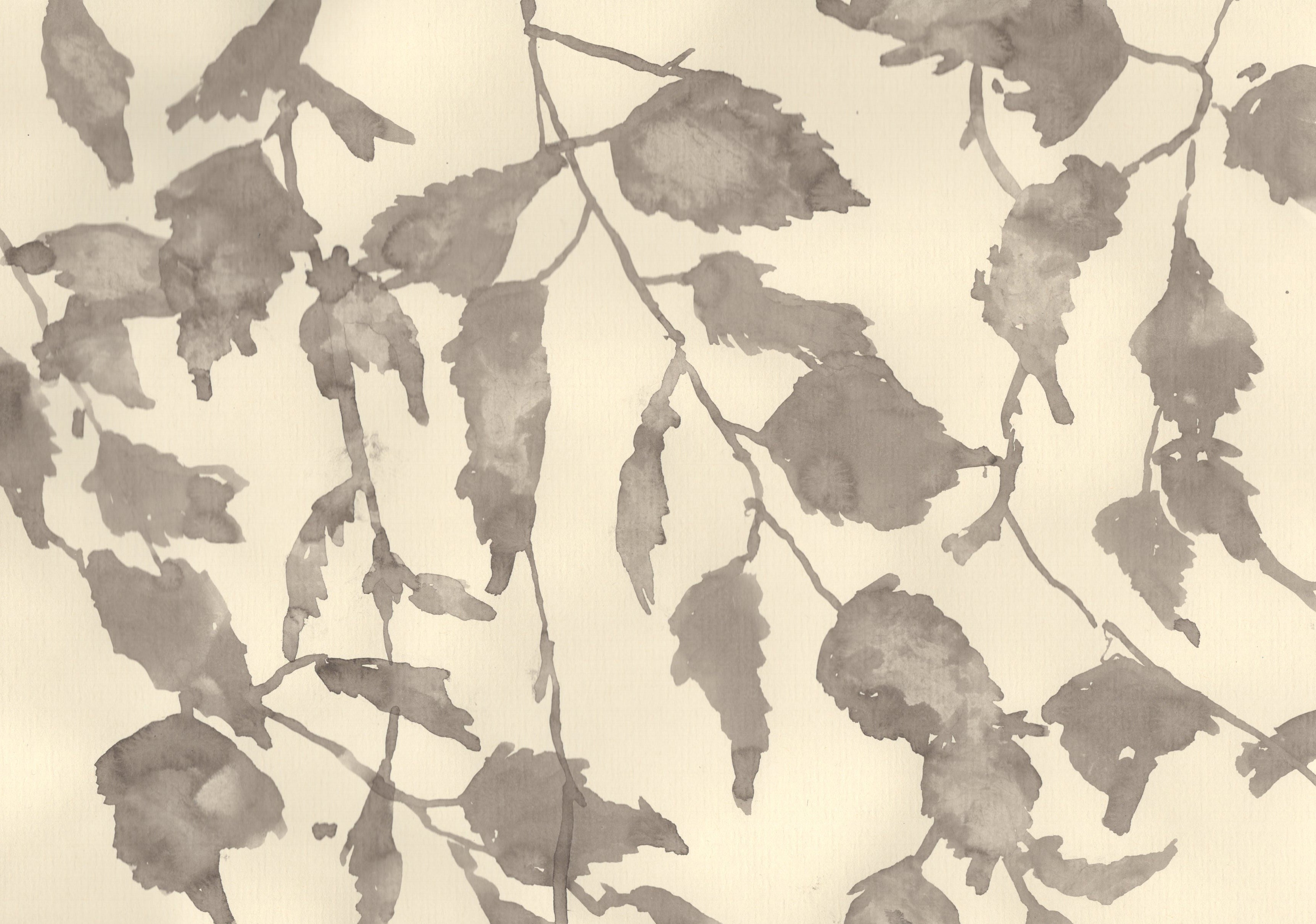 BIRCH AT THE OLD STUDIO IN JULY