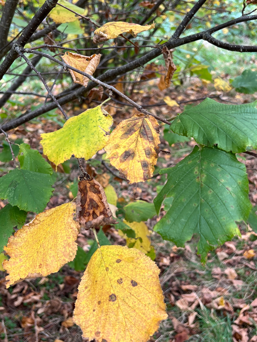 SMALLCOMBE NUTTERY COBNUT - AUTUMN