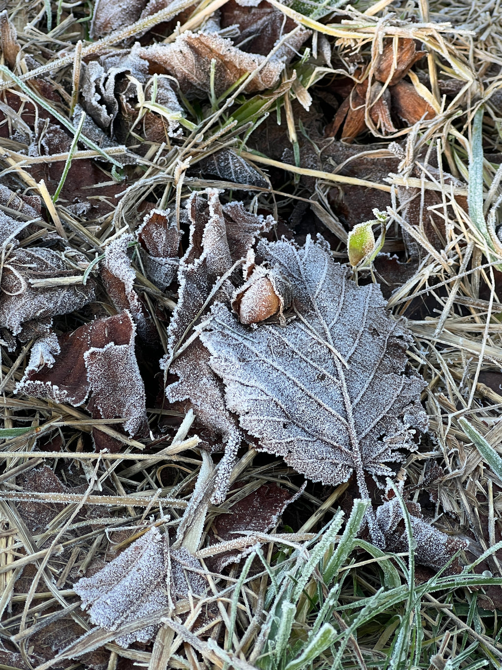 SMALLCOMBE NUTTERY COBNUT - WINTER