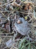 SMALLCOMBE NUTTERY COBNUT - WINTER