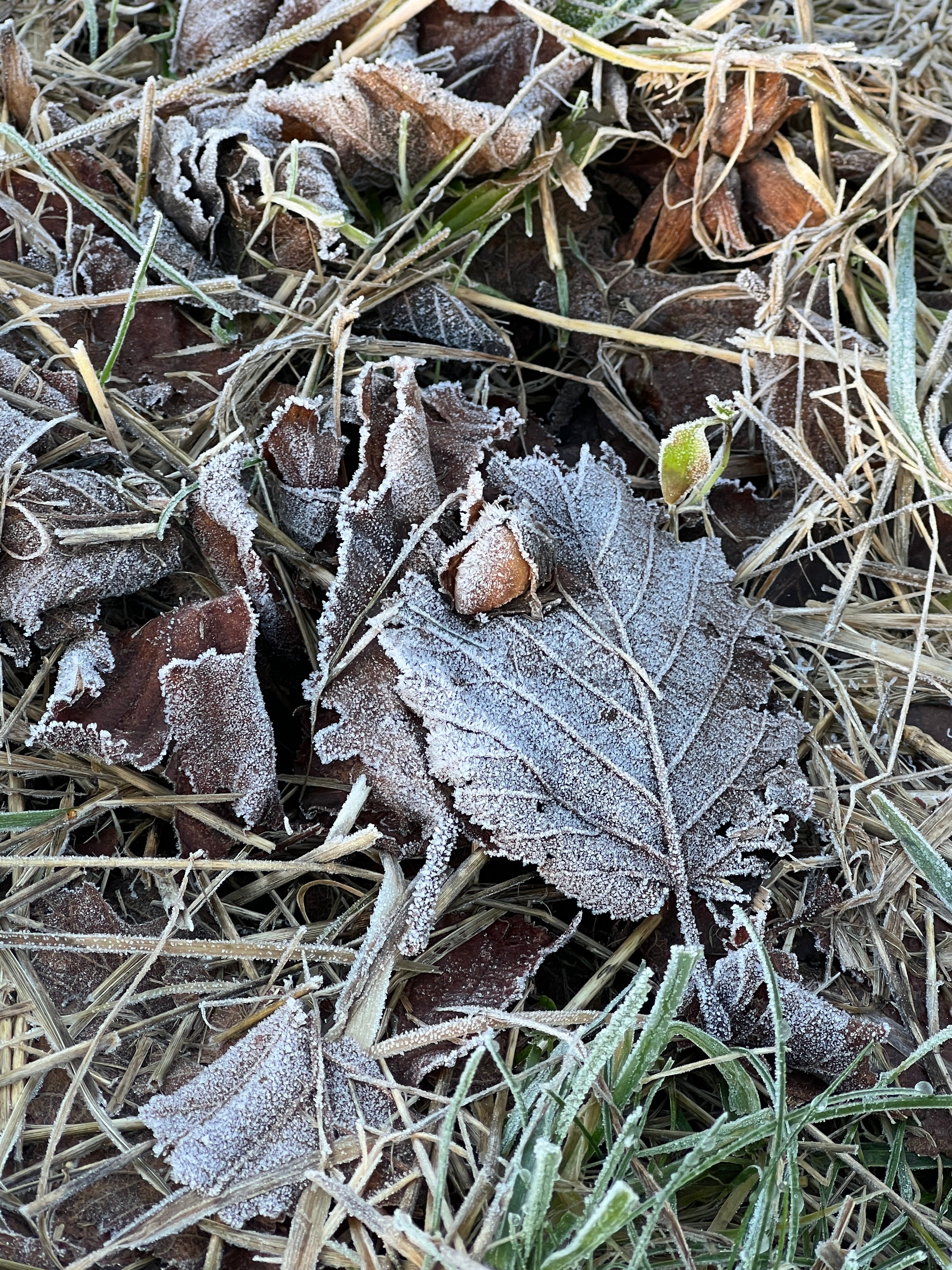 SMALLCOMBE NUTTERY COBNUT - WINTER
