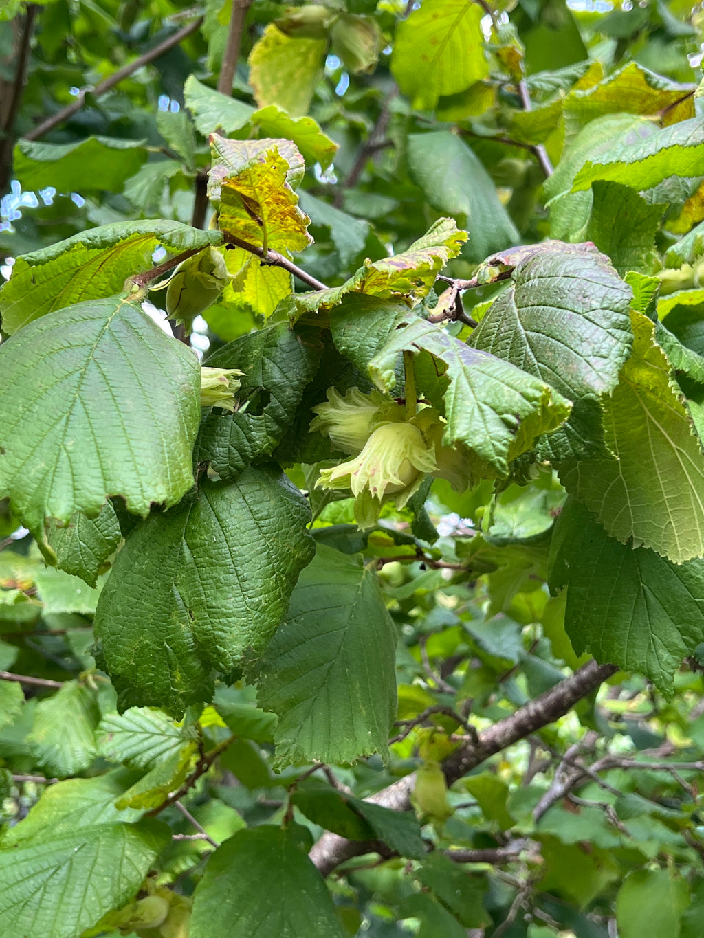 SMALLCOMBE NUTTERY COBNUT - SUMMER