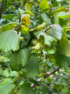 SMALLCOMBE NUTTERY COBNUT - SUMMER