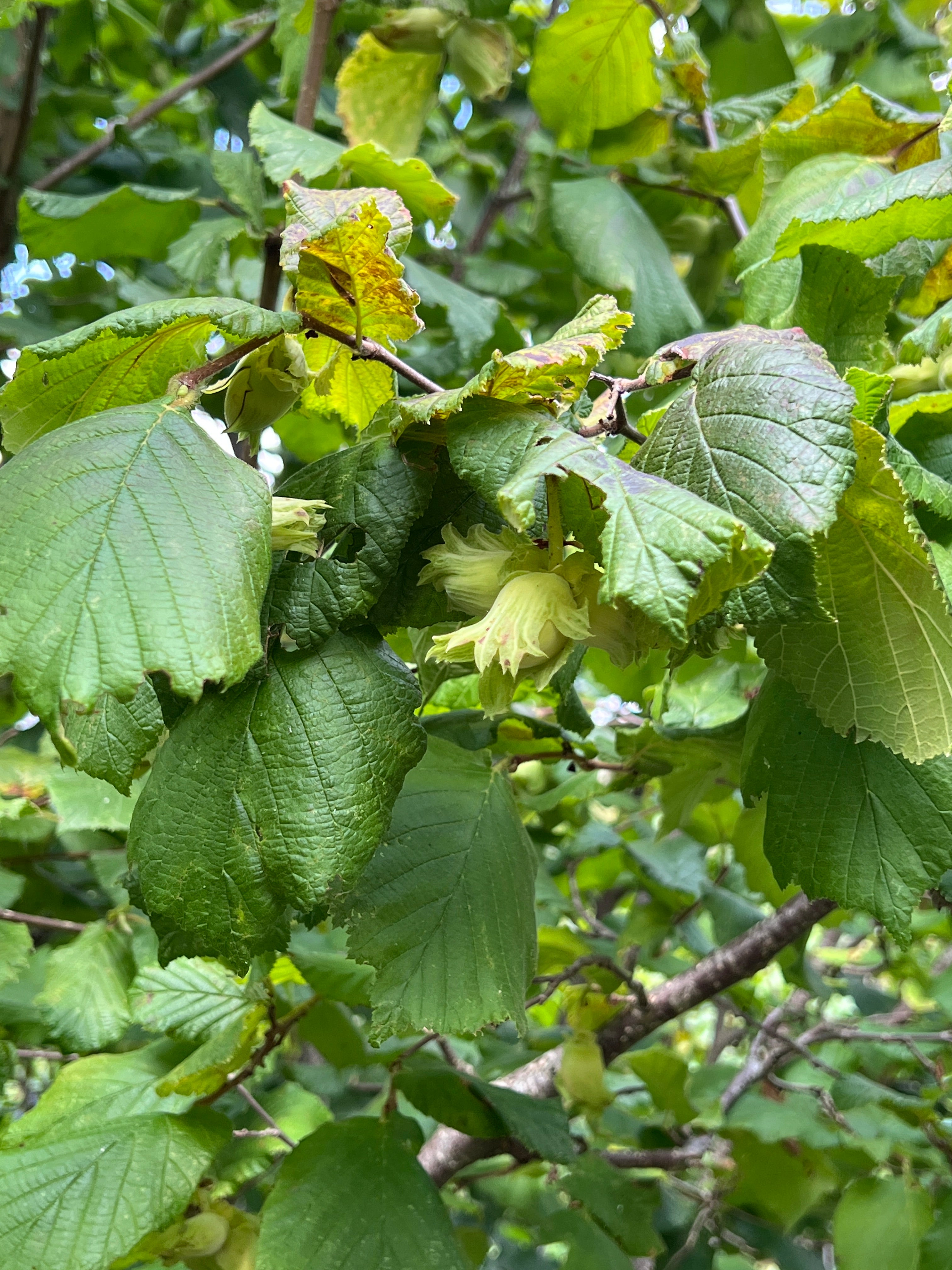 SMALLCOMBE NUTTERY COBNUT - SUMMER