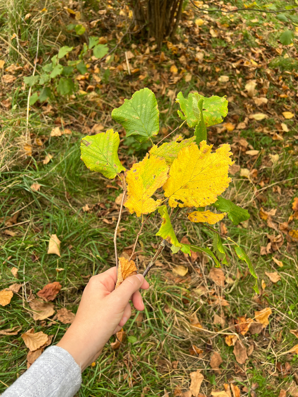 SMALLCOMBE NUTTERY COBNUT - AUTUMN