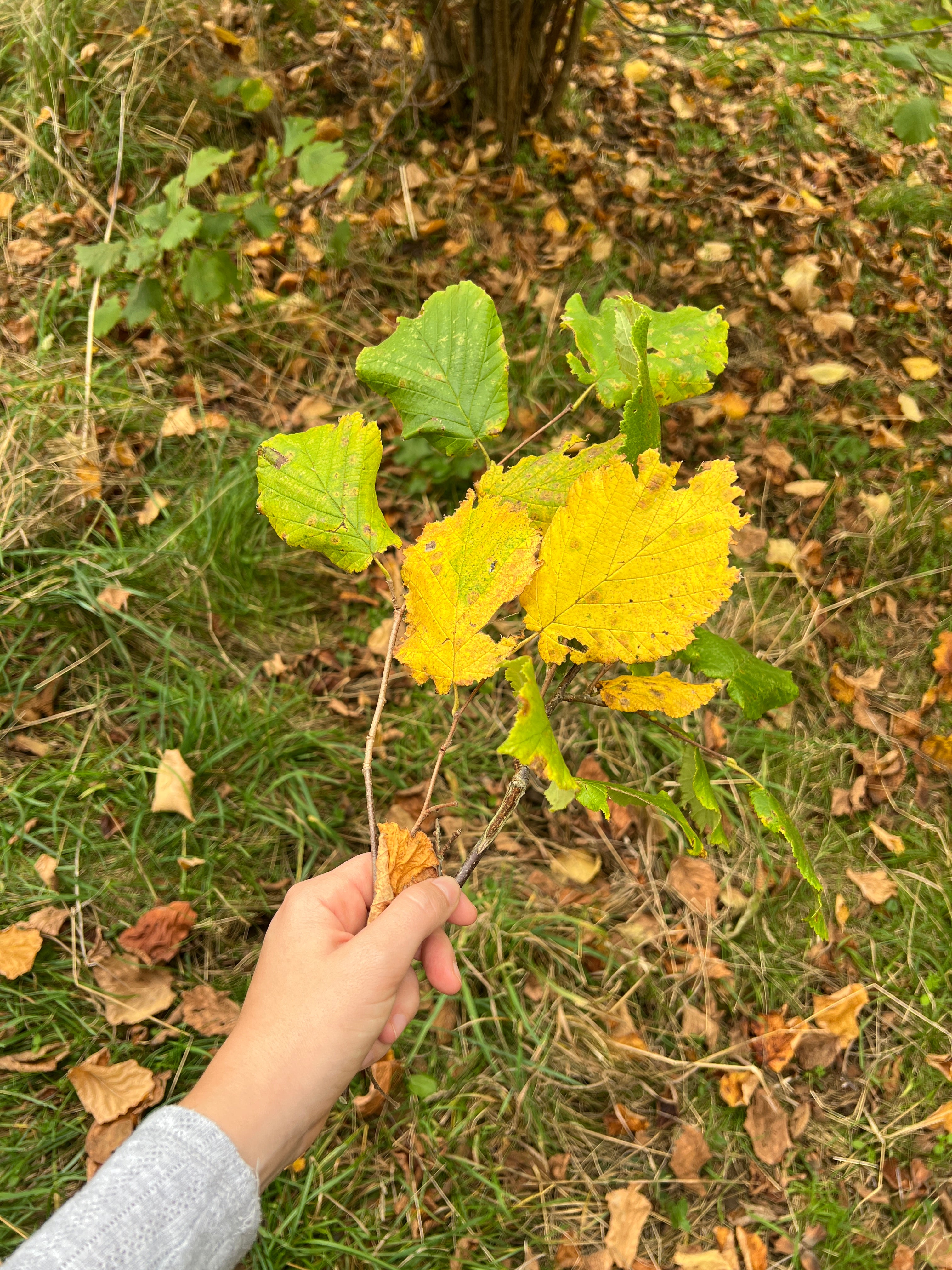 SMALLCOMBE NUTTERY COBNUT - AUTUMN