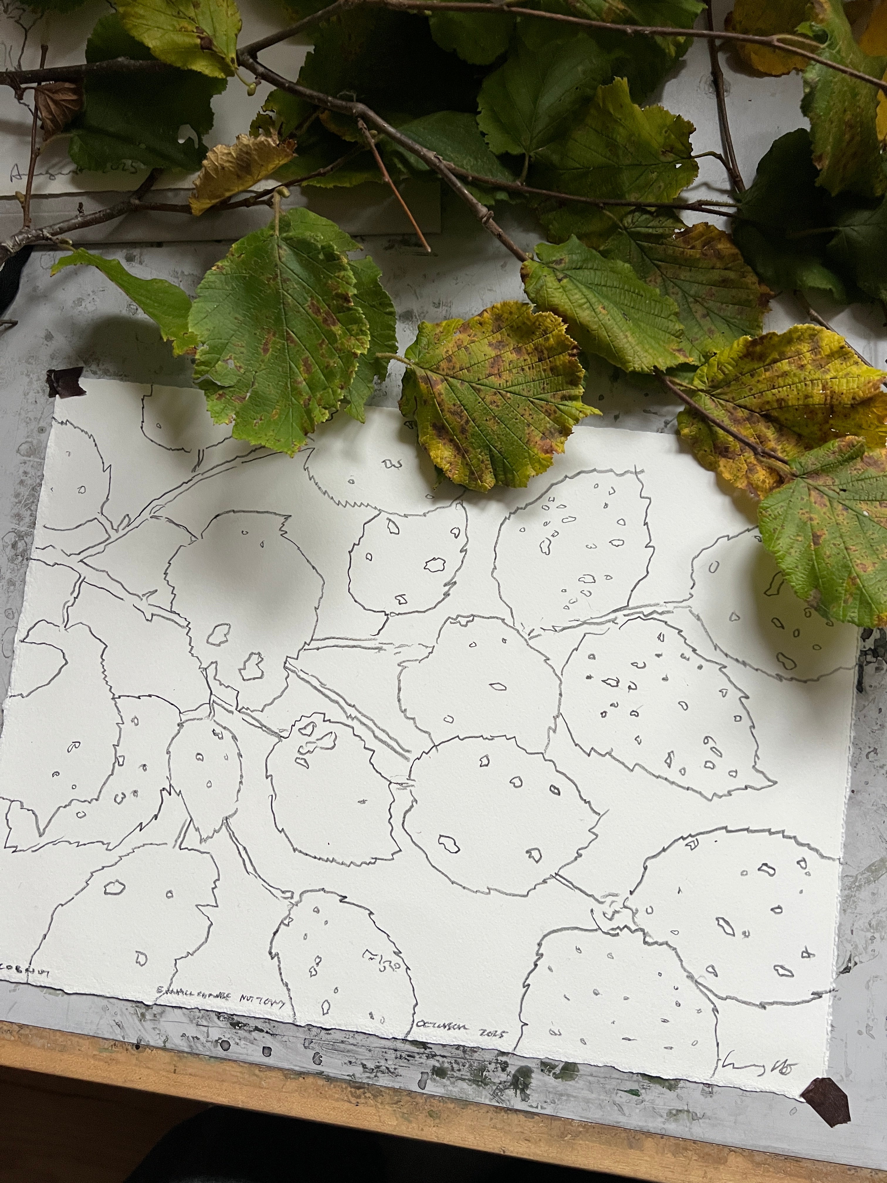 SMALLCOMBE NUTTERY COBNUT - AUTUMN