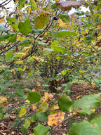 SMALLCOMBE NUTTERY COBNUT - AUTUMN