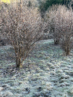 SMALLCOMBE NUTTERY COBNUT - WINTER