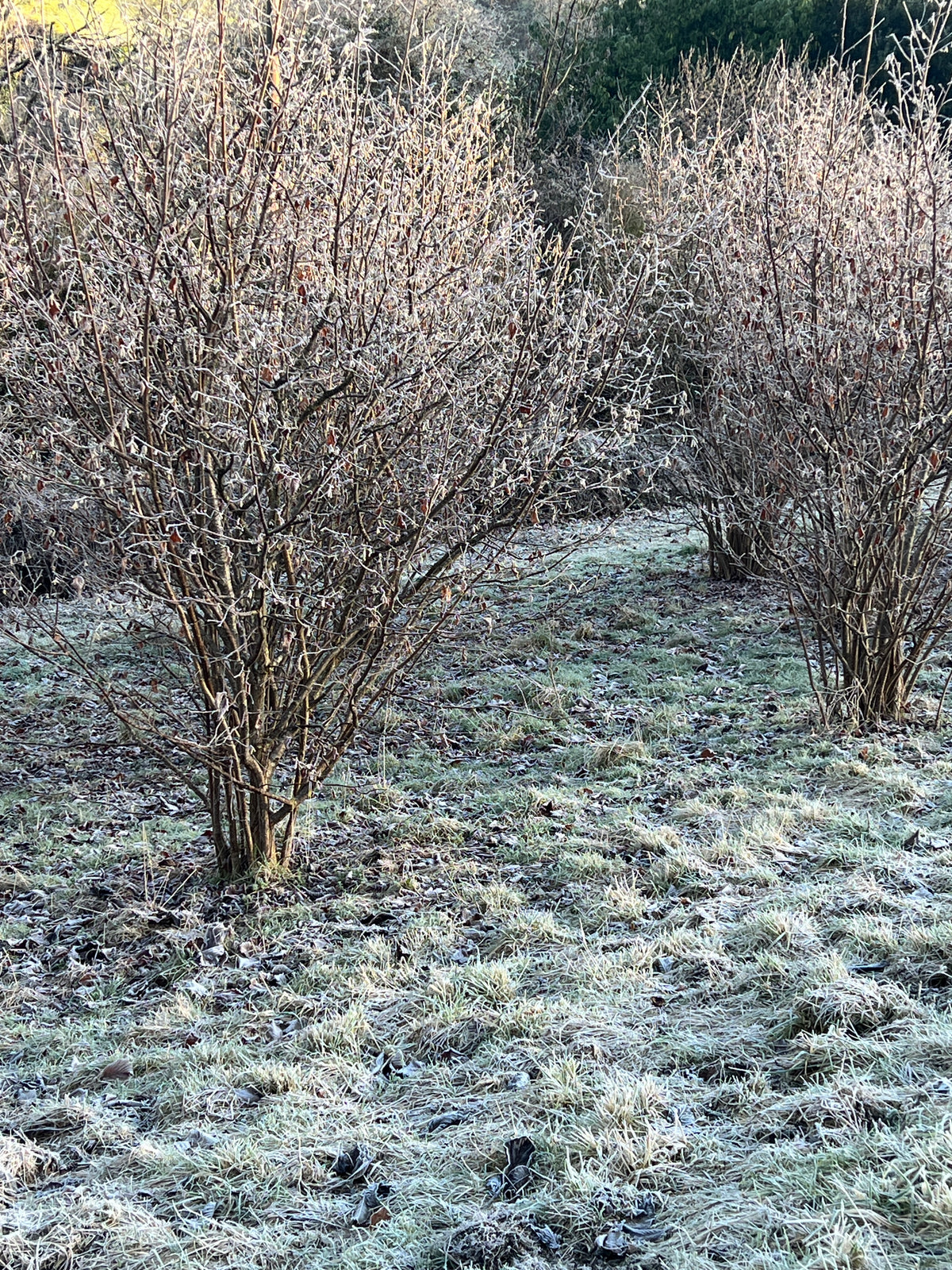 SMALLCOMBE NUTTERY COBNUT - WINTER