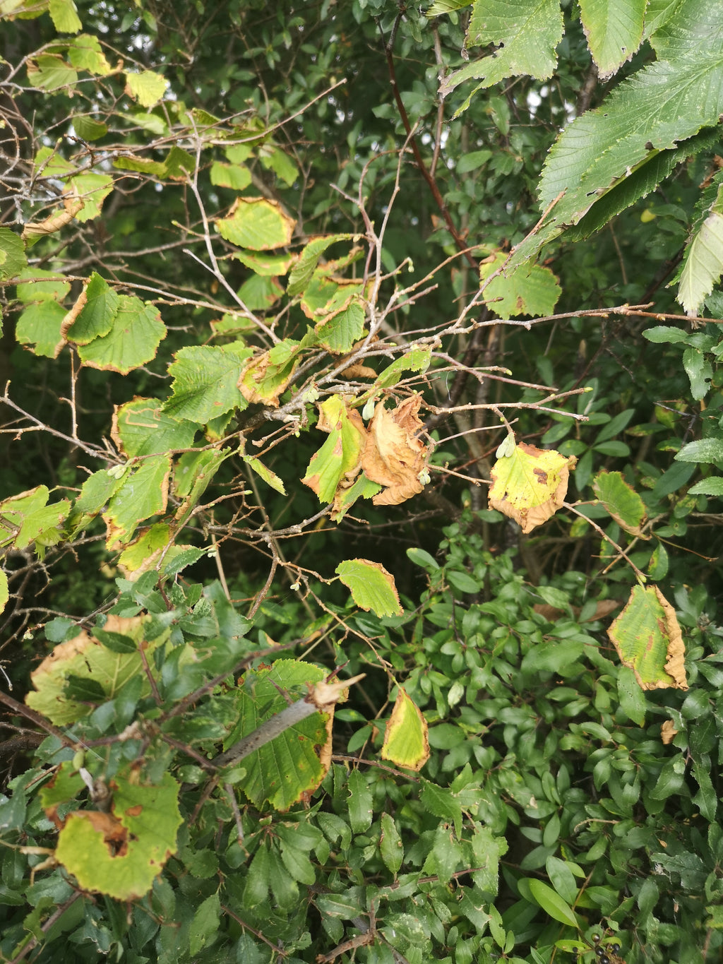 DRIED HAZEL - MONKTON COMBE
