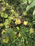 DRIED HAZEL - MONKTON COMBE