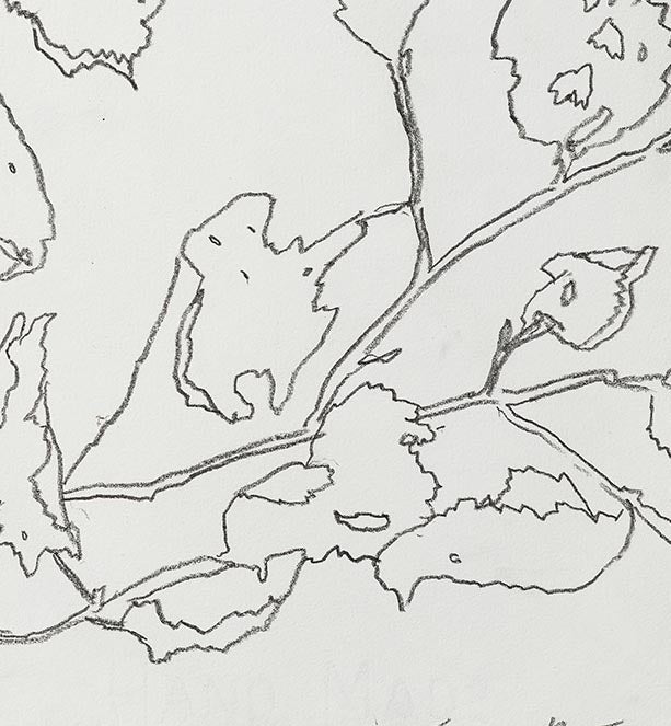 DRIED HAZEL - MONKTON COMBE