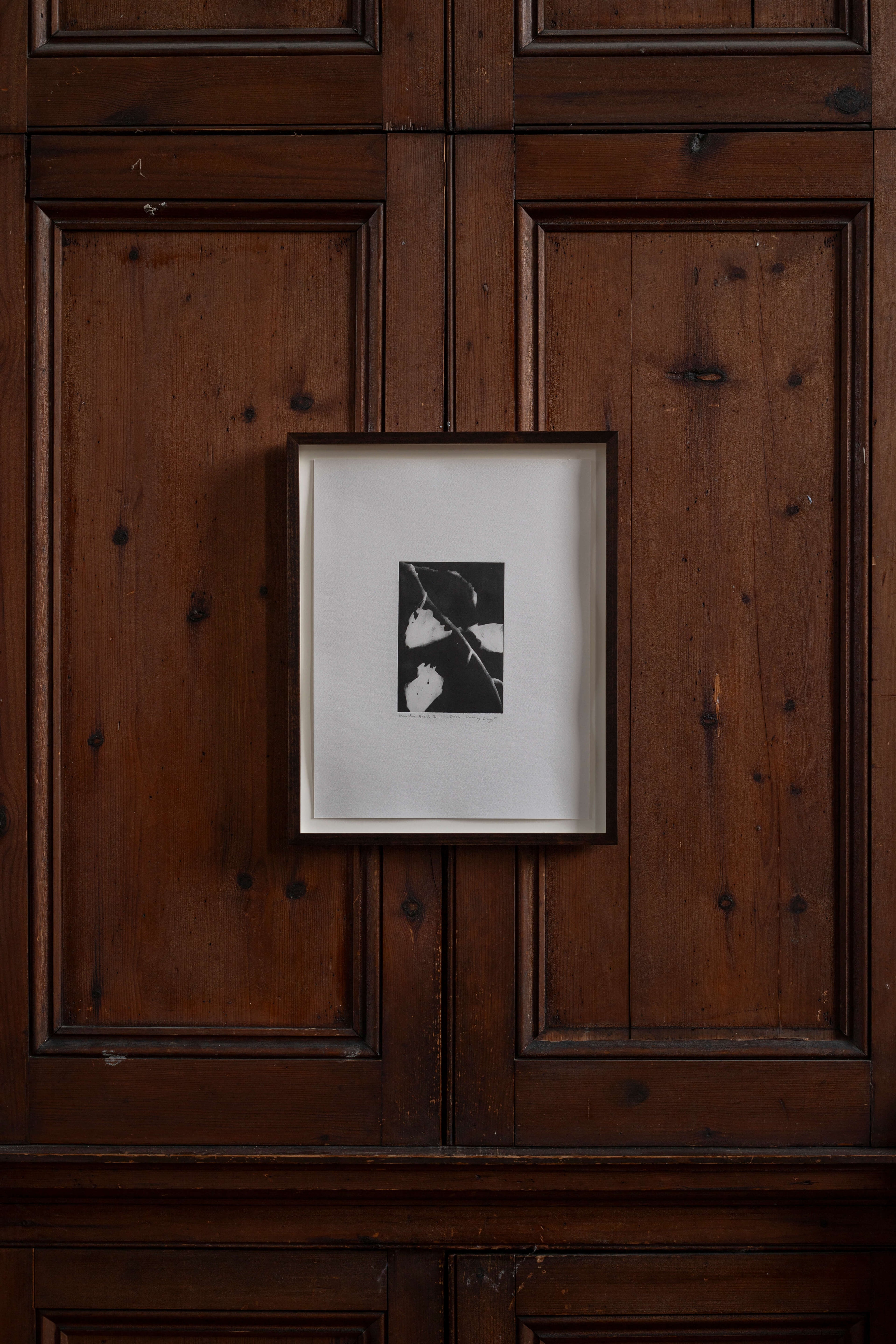 Contemporary botanical etching by UK artist Lucy Auge, inspired by Dan Pearson’s garden