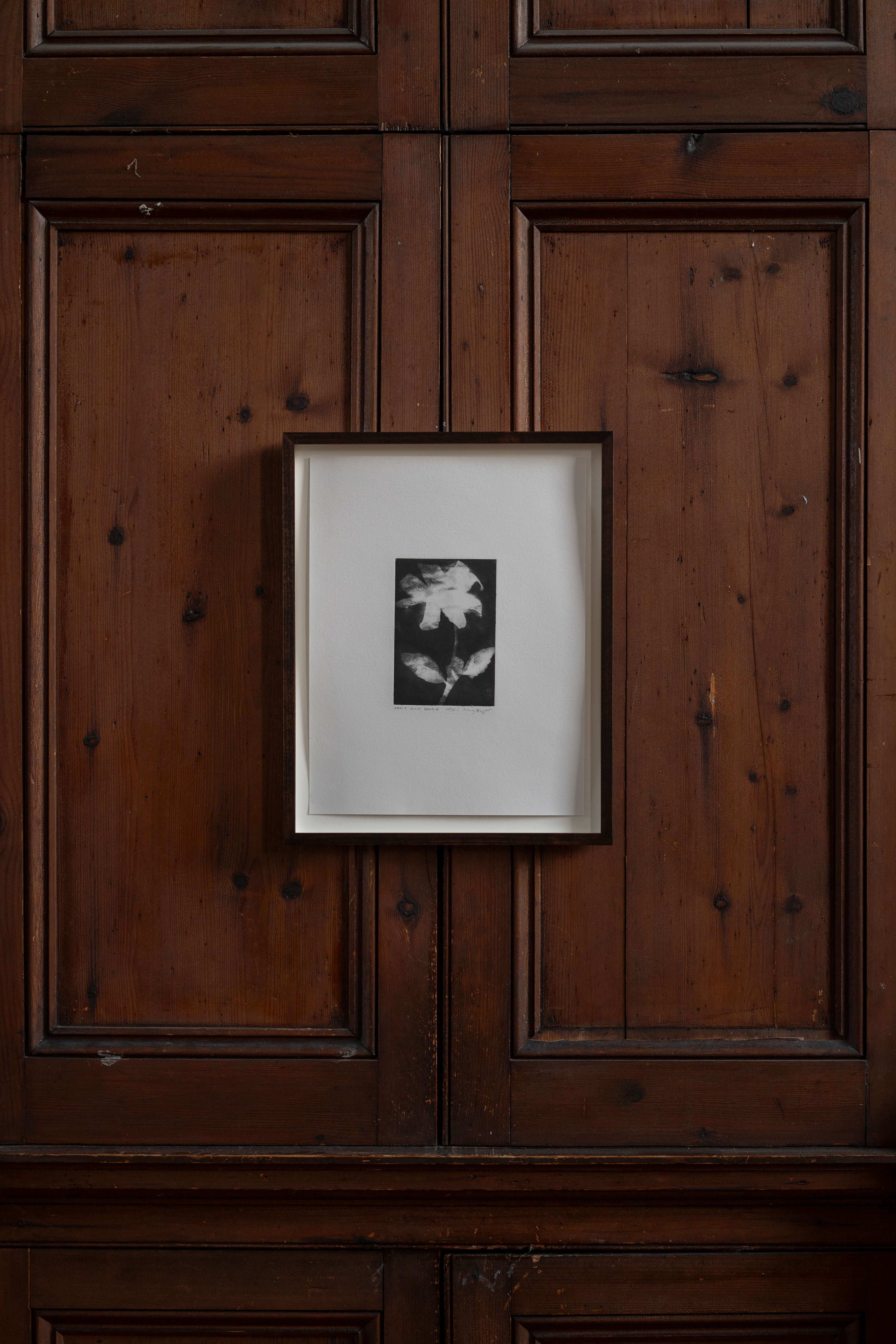 Contemporary botanical etching by UK artist Lucy Auge, inspired by Dan Pearson’s garden