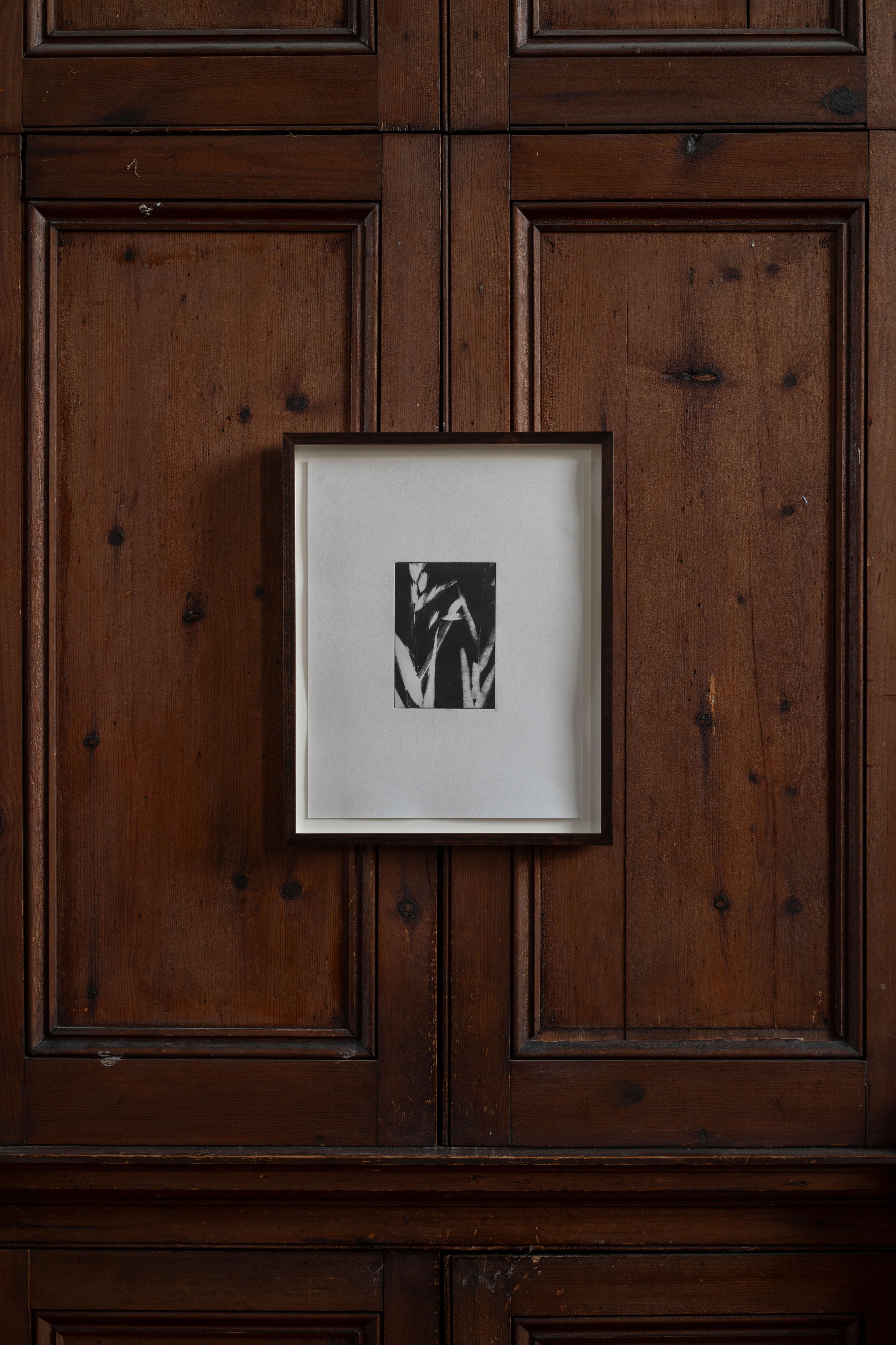 Contemporary botanical etching by UK artist Lucy Auge, inspired by Dan Pearson’s garden