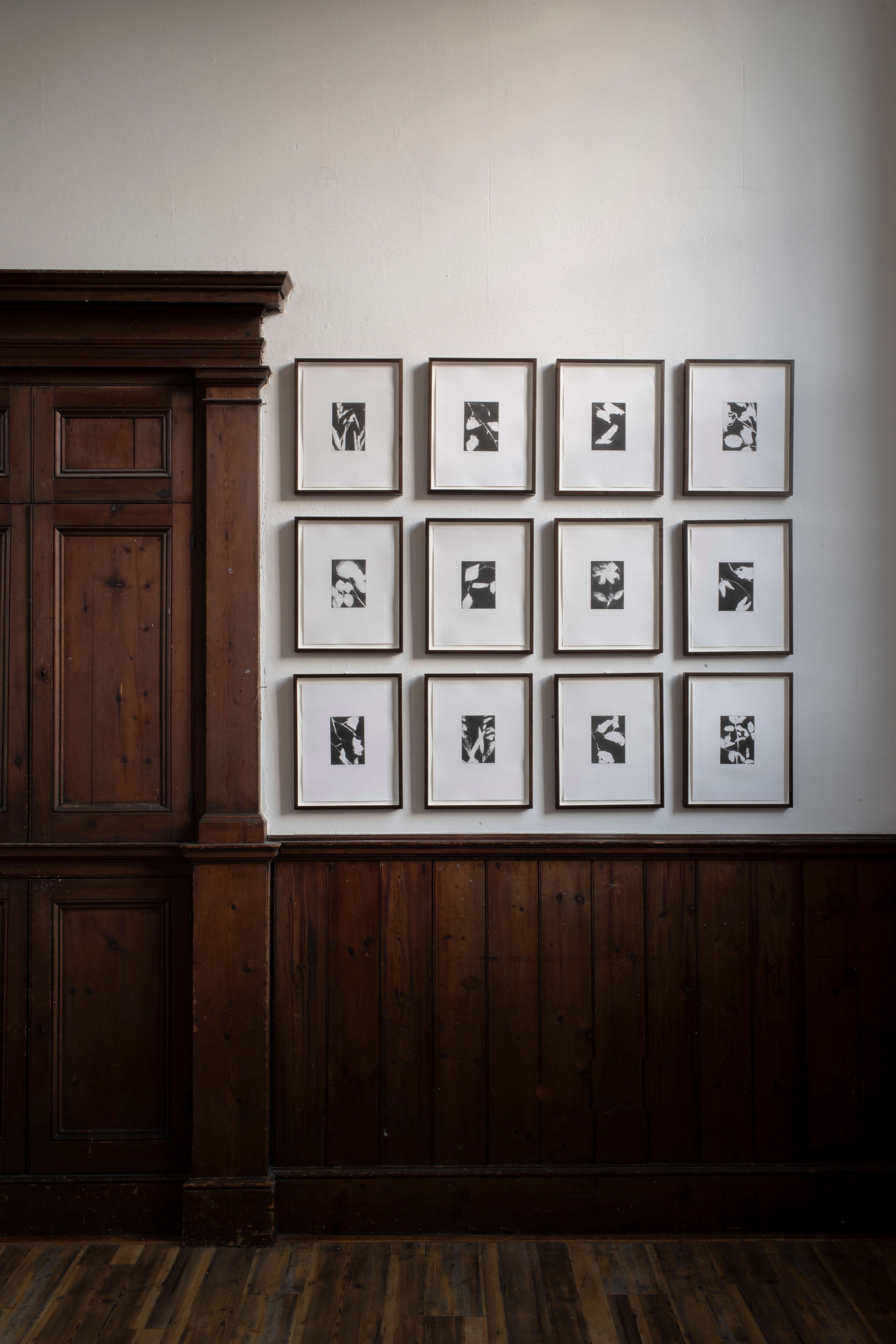 Framed botanical etching from the Dan and Huw series by Lucy Auge displayed in an interior setting