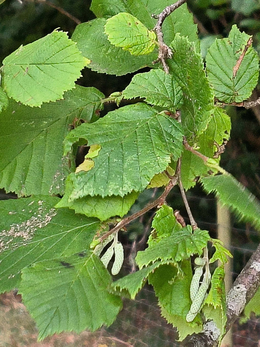 FIELD HAZEL 1