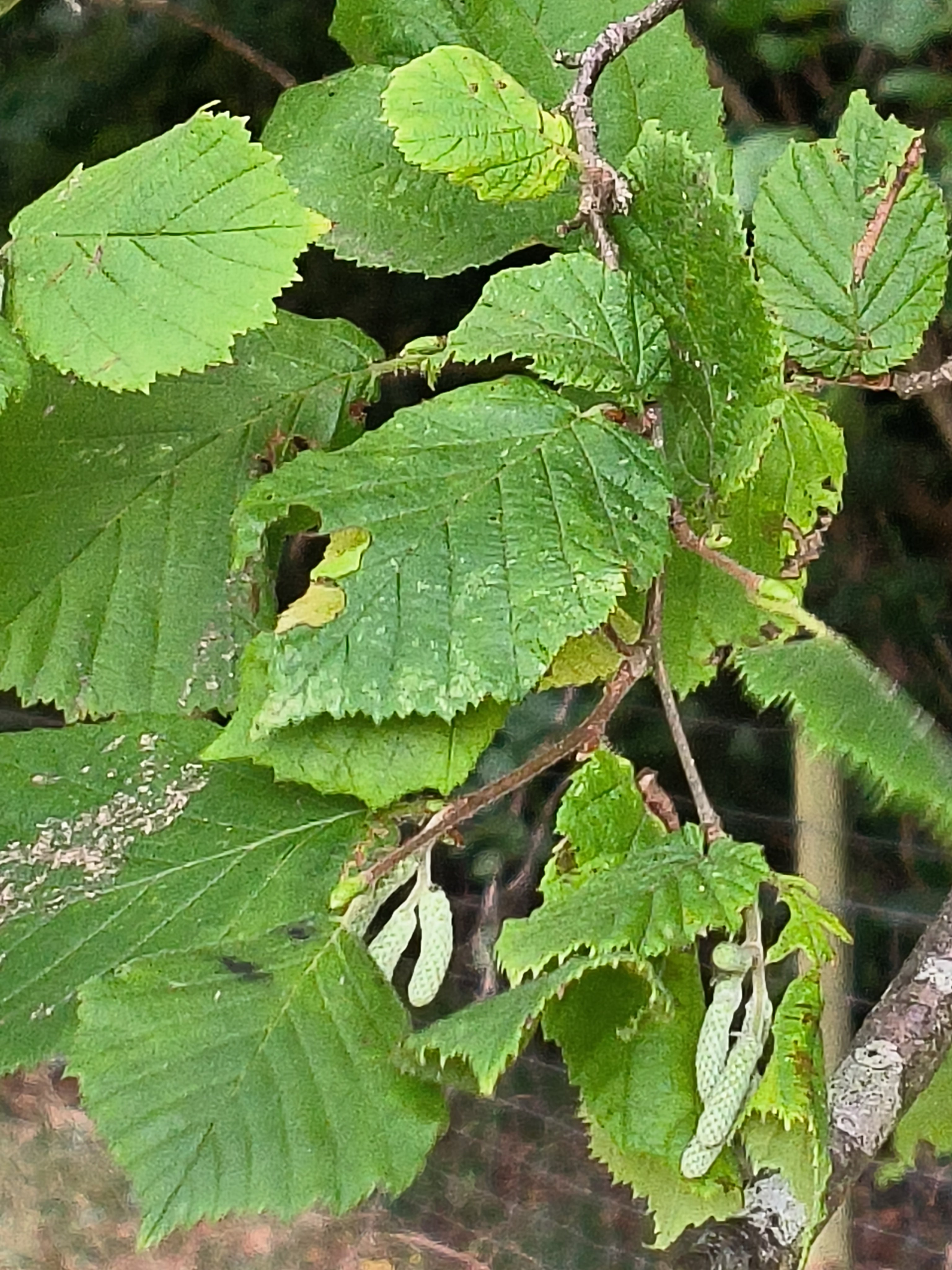 FIELD HAZEL 1