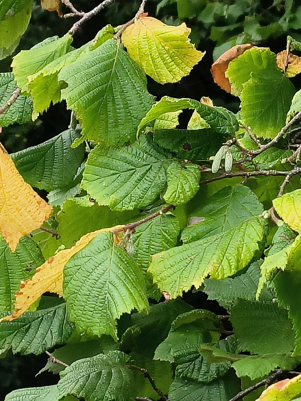 FIELD HAZEL 2