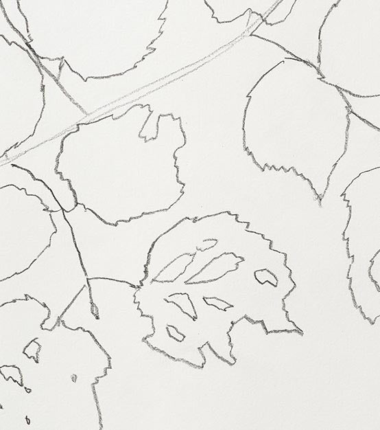 FIELD HAZEL 2