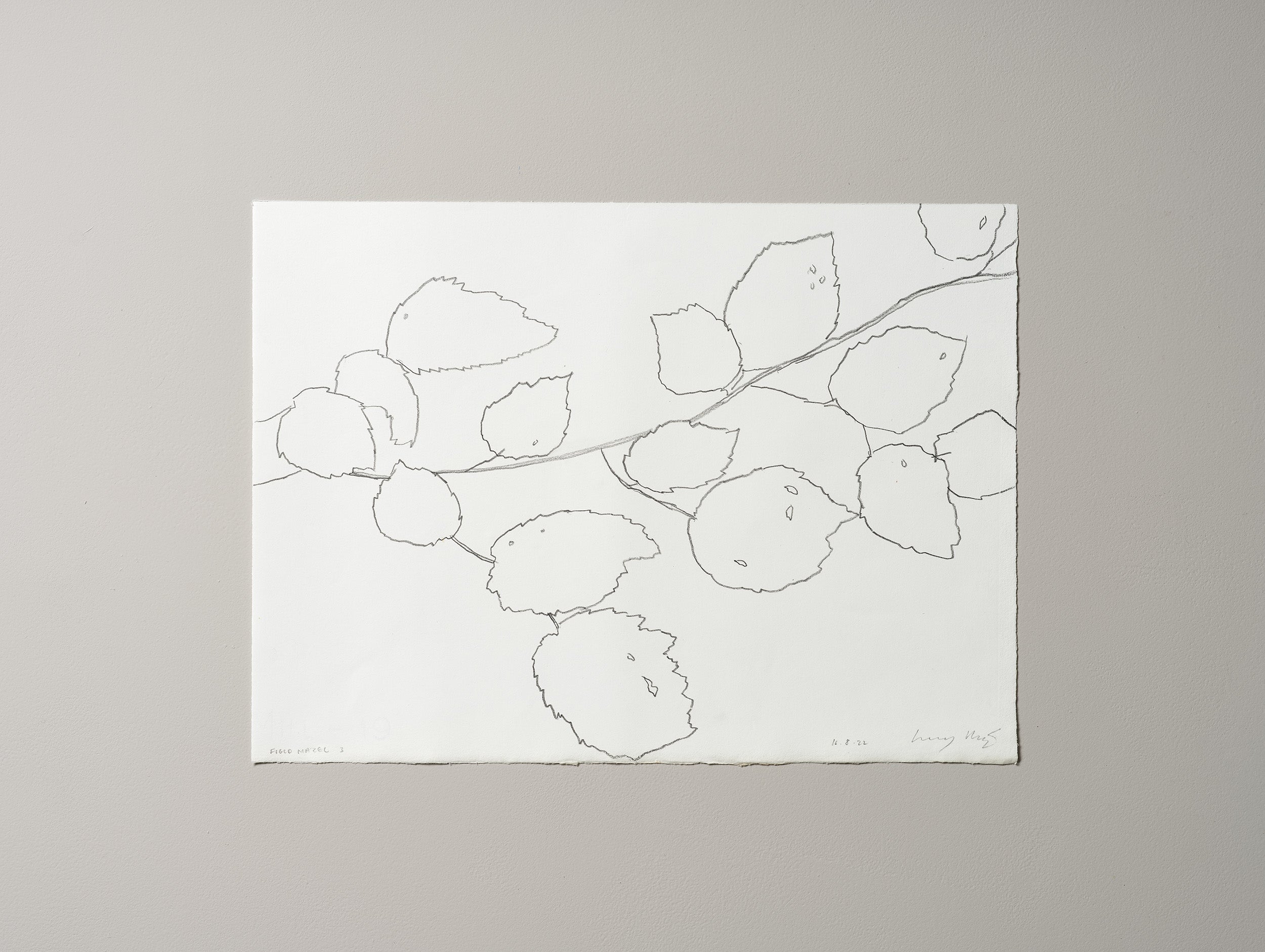 FIELD HAZEL 3