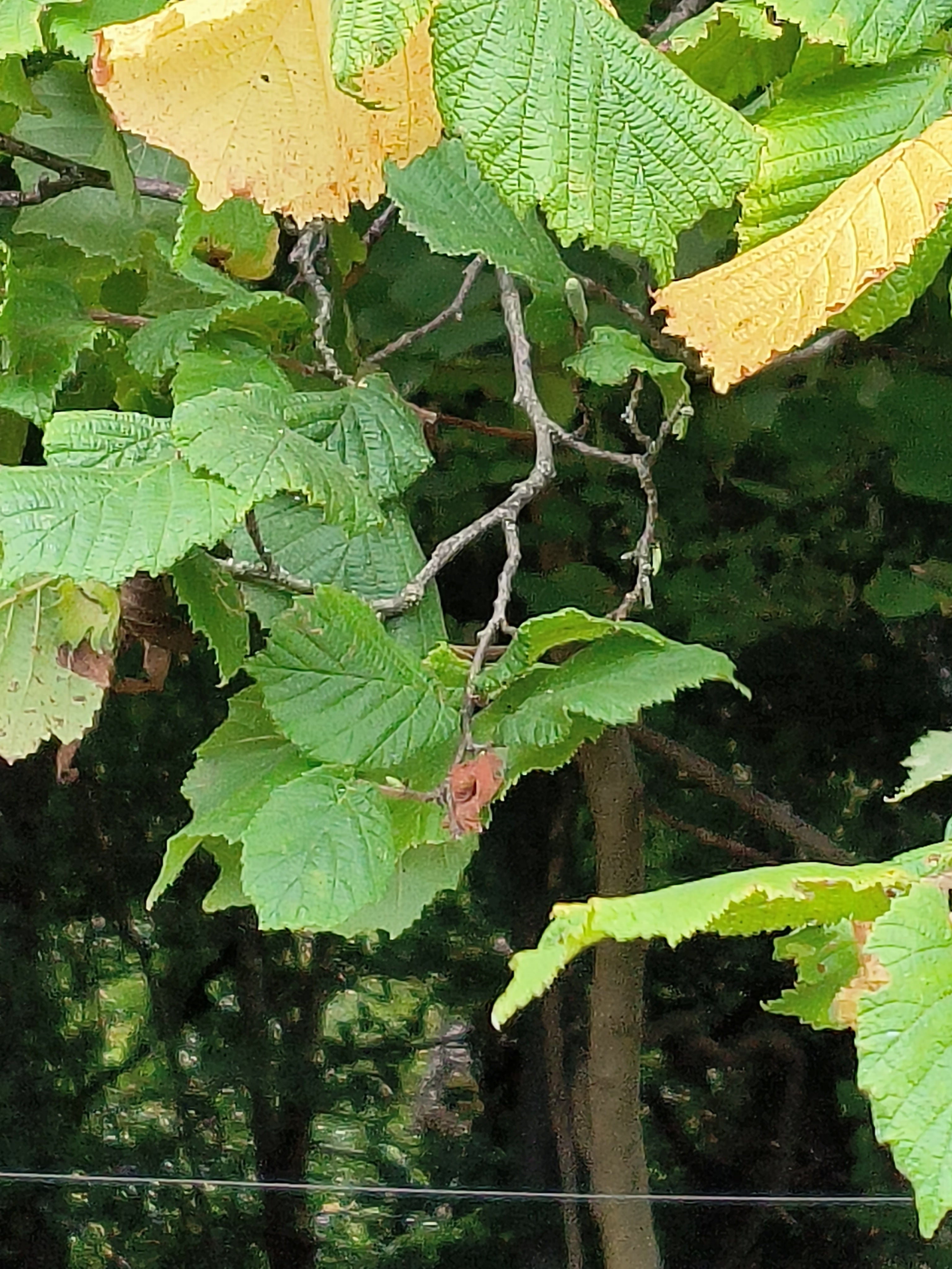 FIELD HAZEL 3