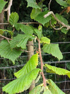 FIELD HAZEL 4