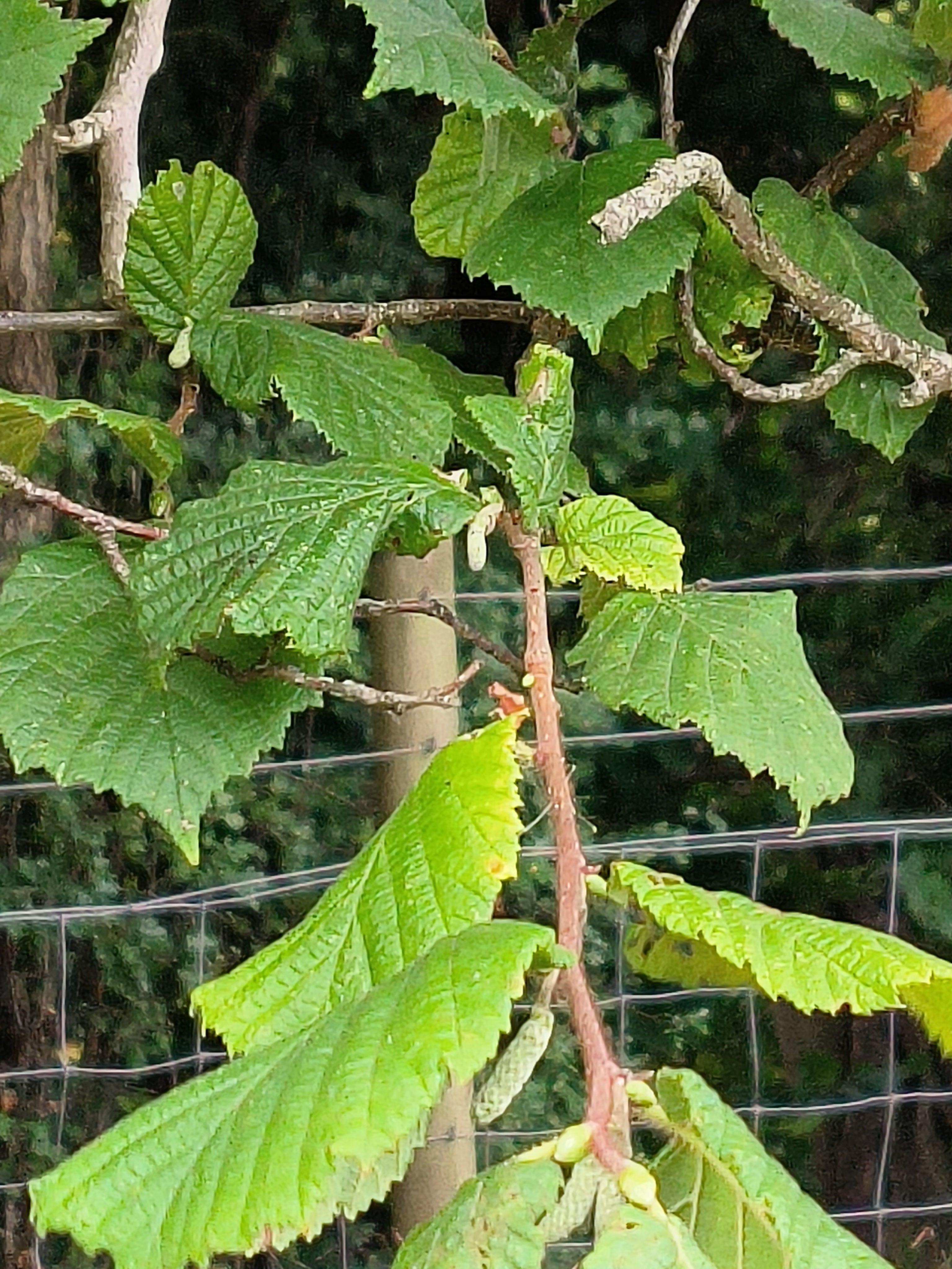 FIELD HAZEL 4