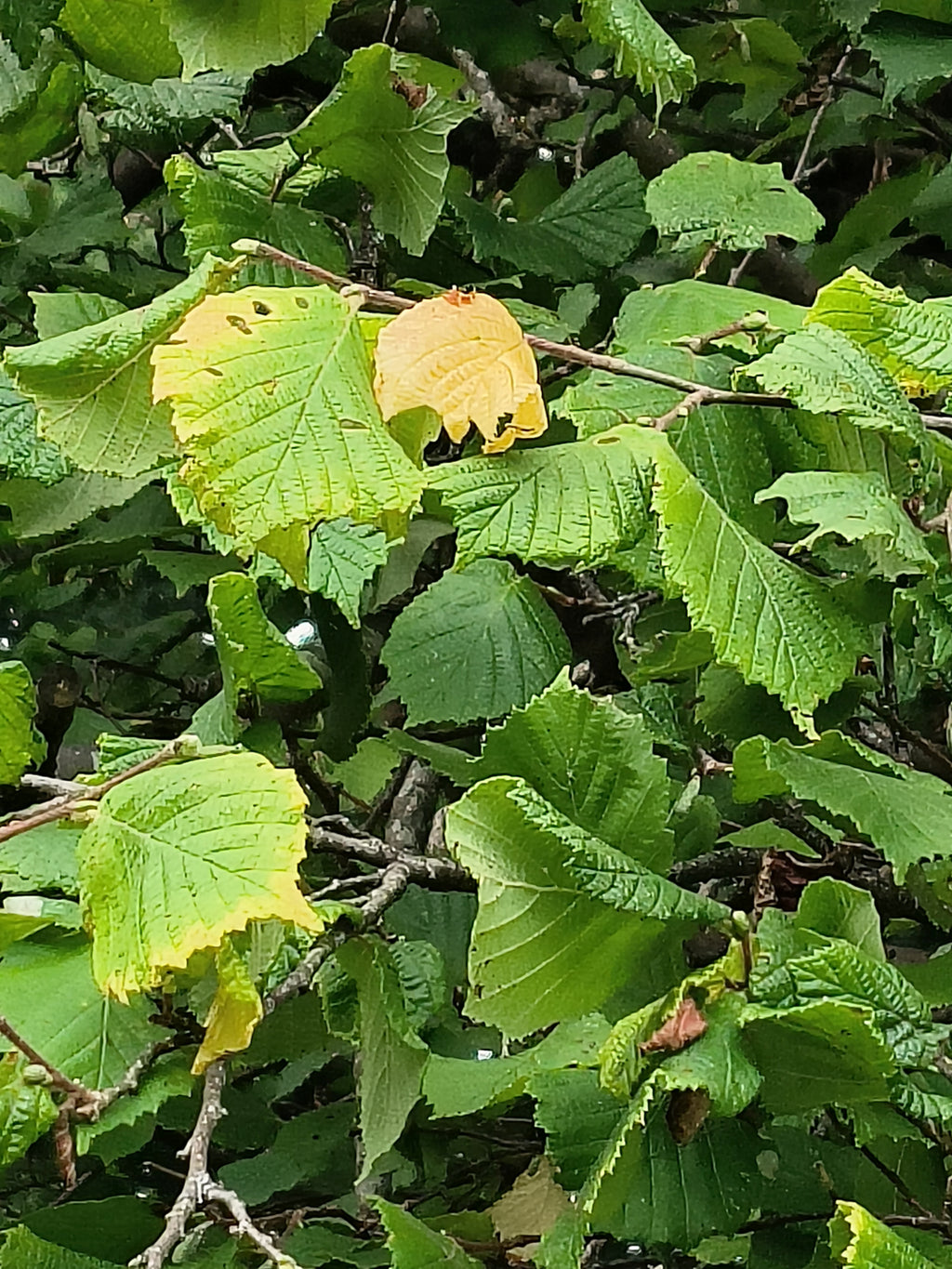 FIELD HAZEL 5