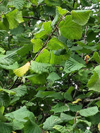 FIELD HAZEL 6