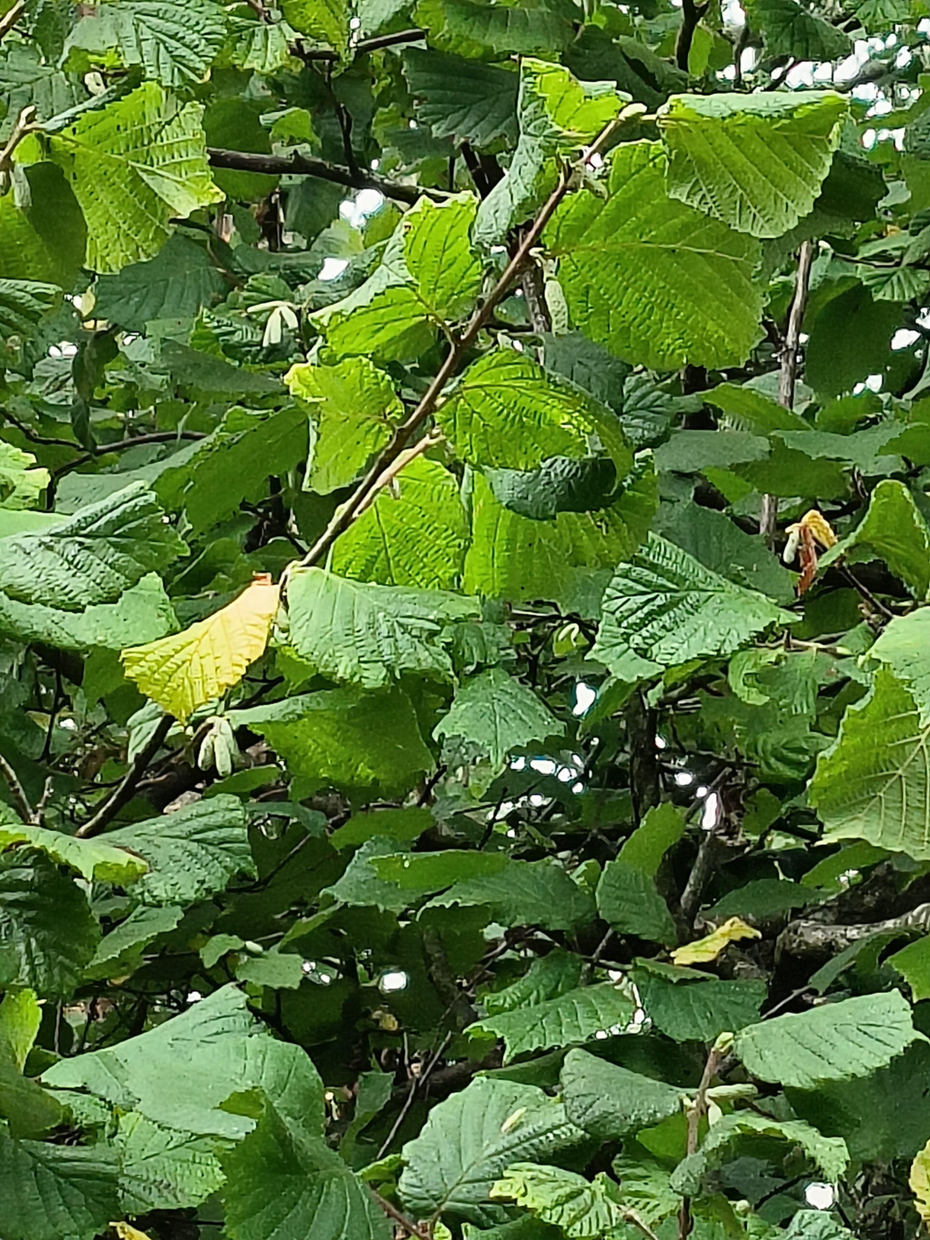 FIELD HAZEL 6