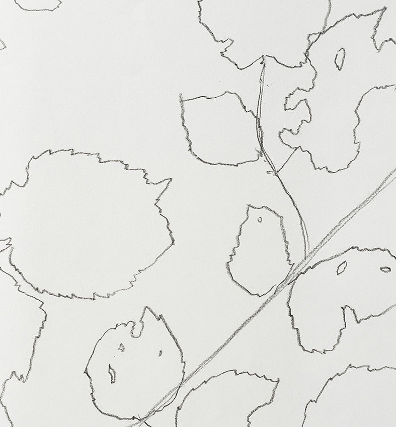 FIELD HAZEL 6