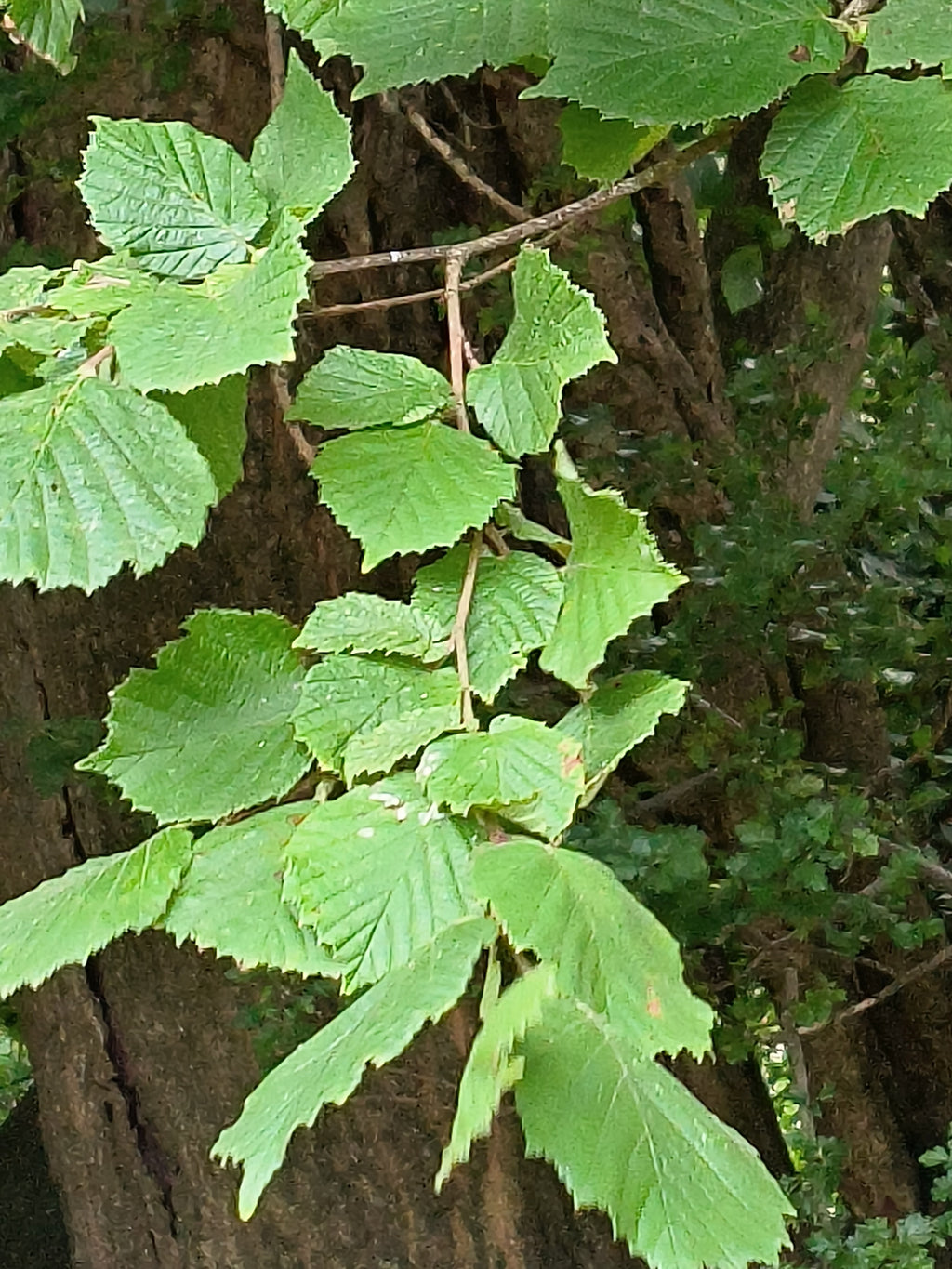 FIELD HAZEL 7