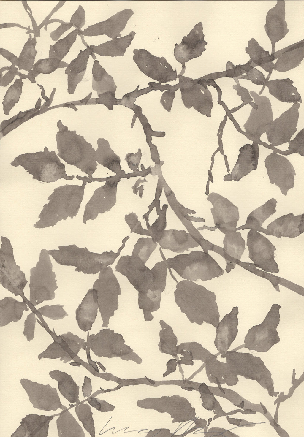 GARDEN ROSE - HIMALAYAN MUSK