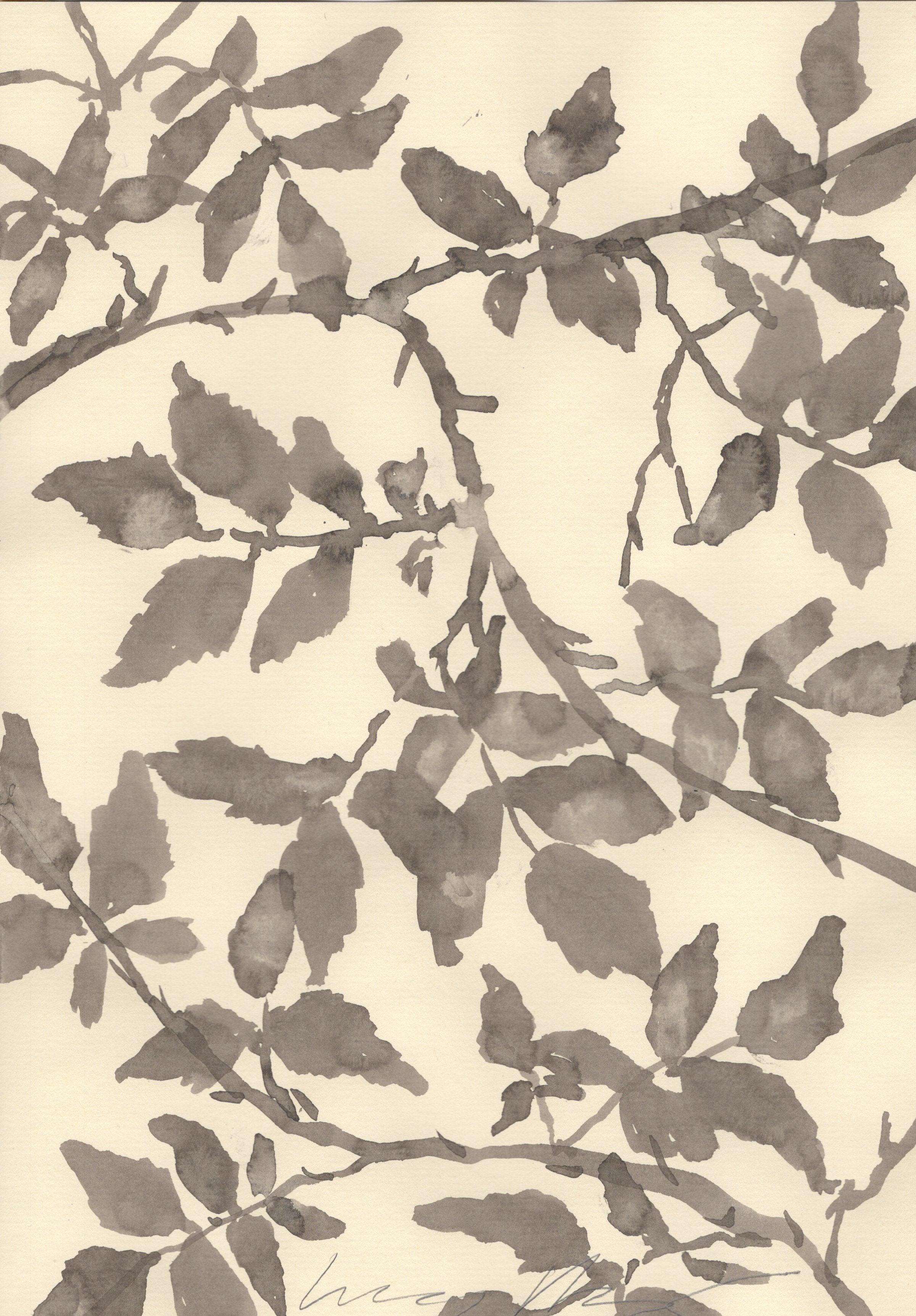 GARDEN ROSE - HIMALAYAN MUSK