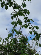 GARDEN ROSE 1