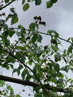 GARDEN ROSE 2
