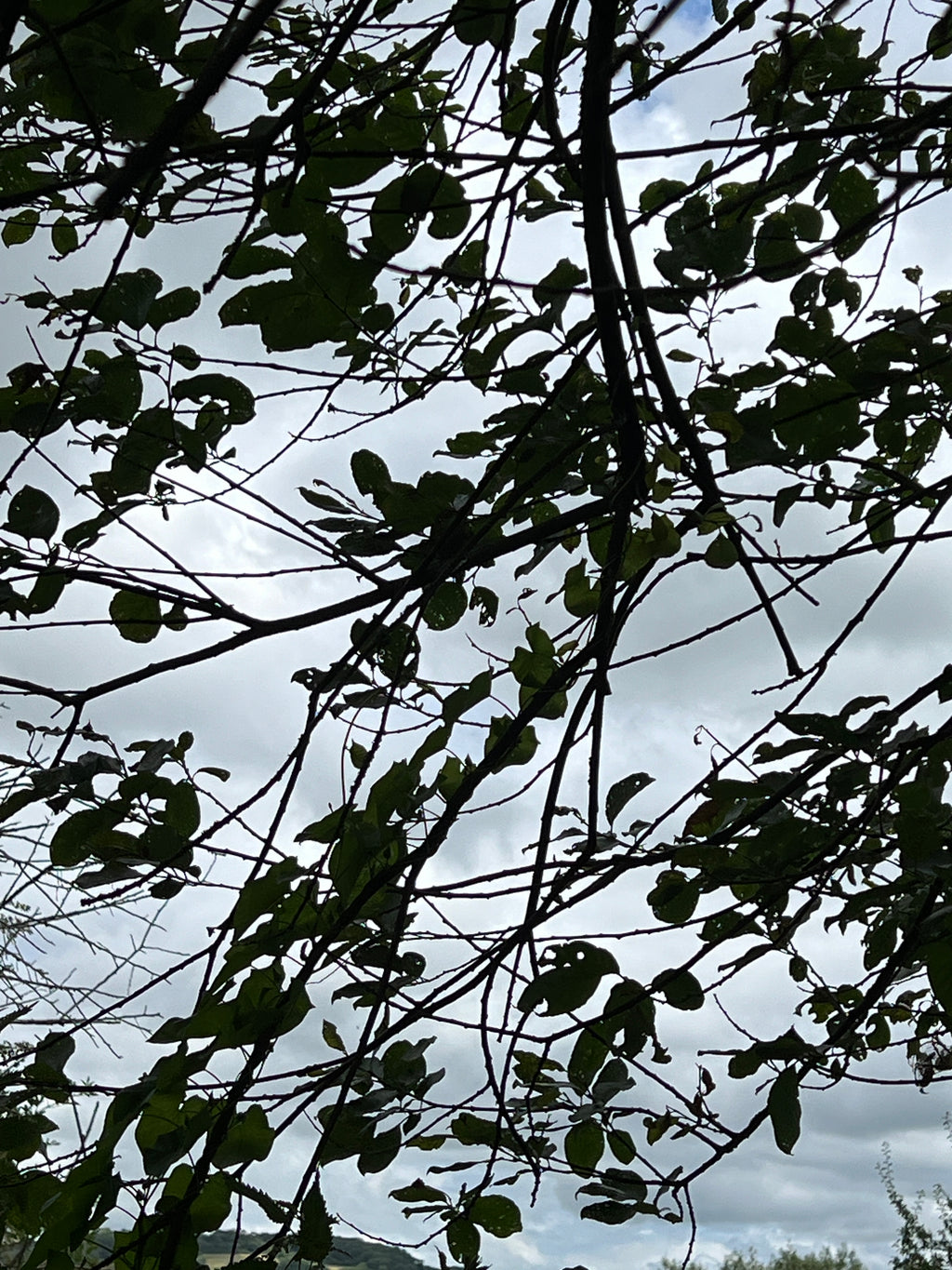 GOAT WILLOW WITH RUST